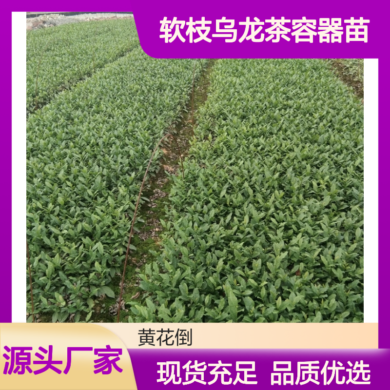 软枝乌龙茶容器苗 苗圃直供品质保证 技术分享
