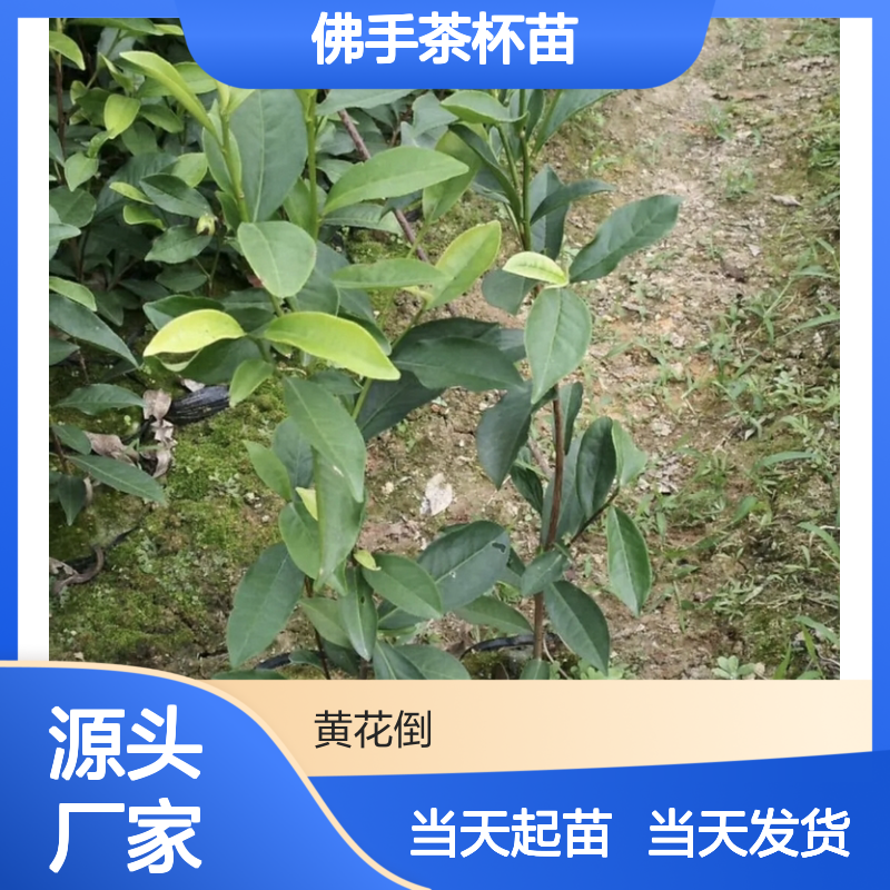 当天起苗当天发佛手茶杯苗 种植收益好荒山农田均可种植