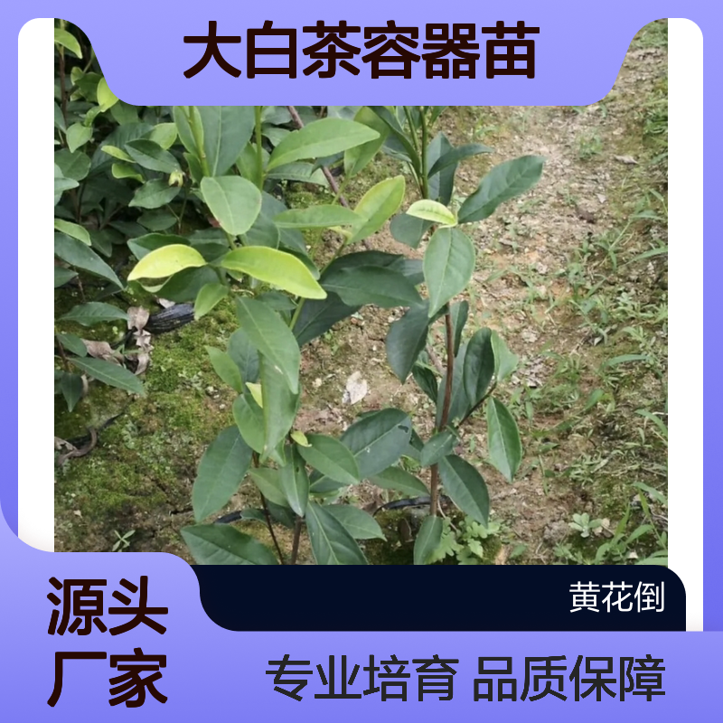 大白茶容器苗 基地直供 全程技术指导 品质优良