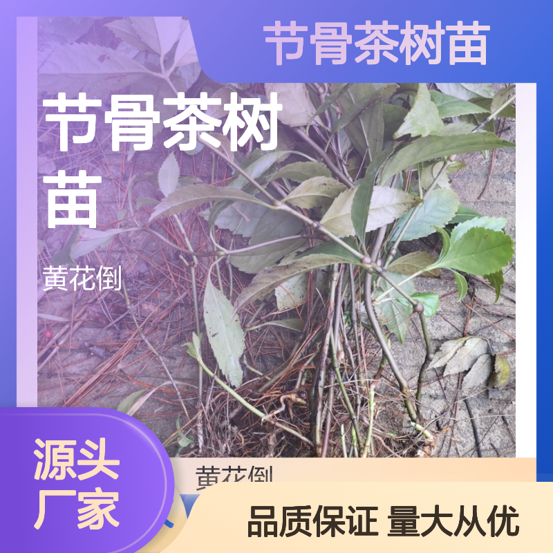 节骨茶树苗 扦插易活 高成活率 观赏性强 食用价值