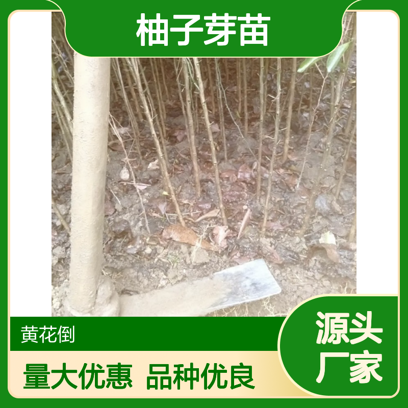 当天起苗 柚子芽苗 免费提供种植技术 适应性强