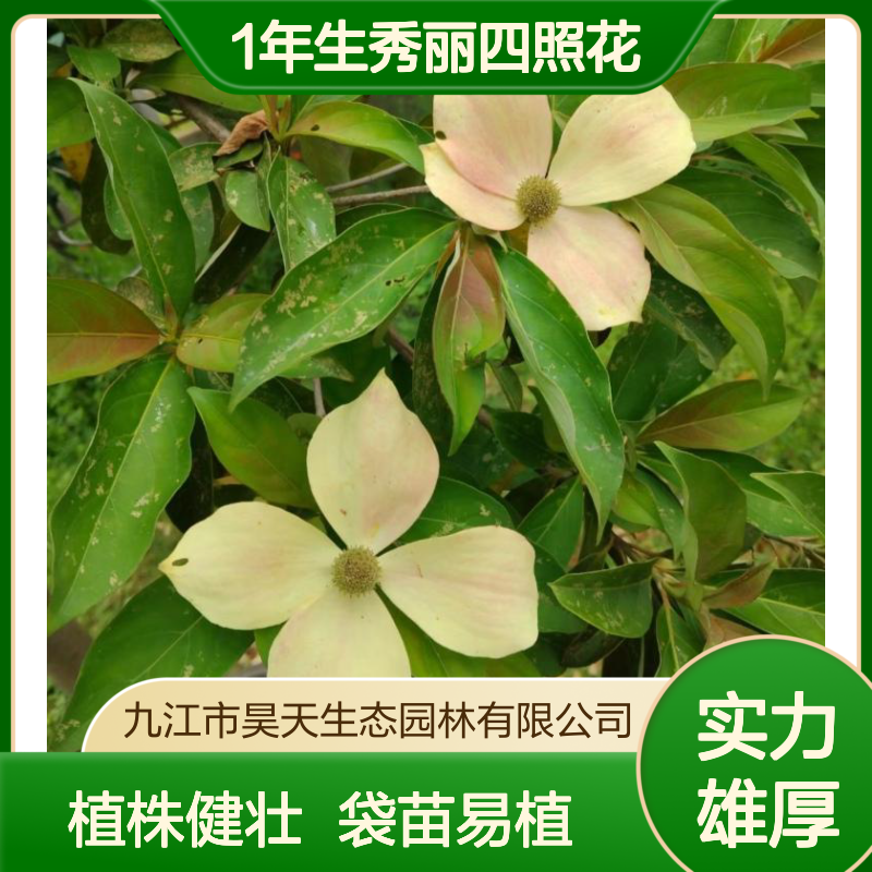 1年生秀丽四照花 营养杯苗木口径12公分袋苗 植株健壮