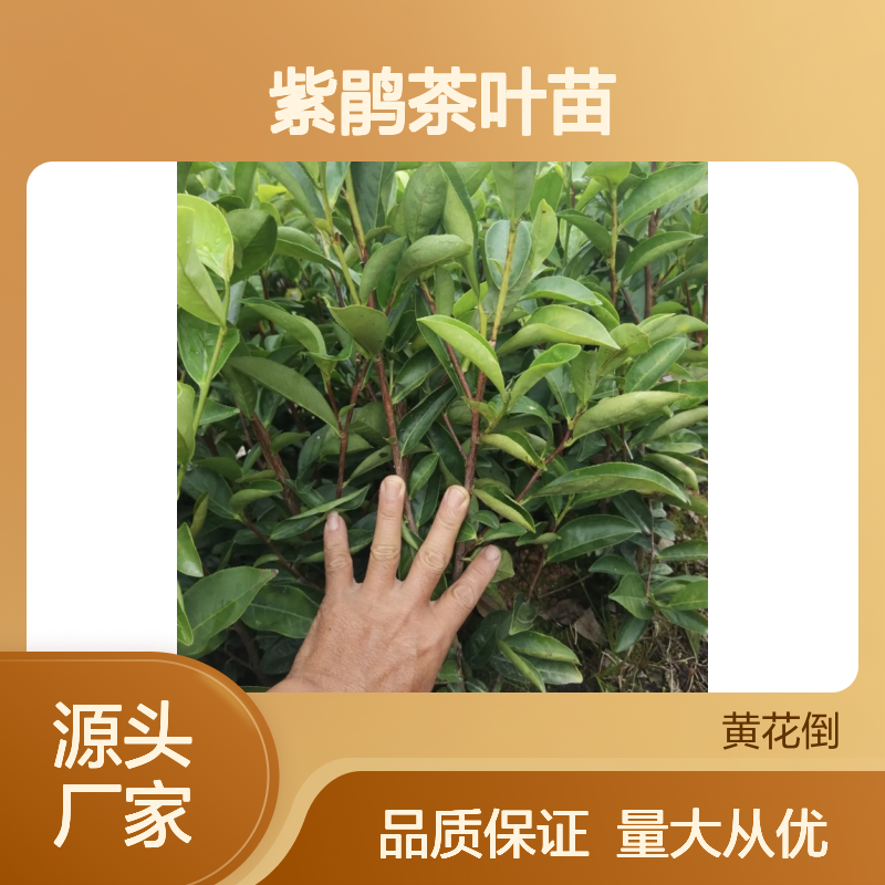 百亩种植 紫鹃茶苗 批发优选 基地直供 鲜活滋味
