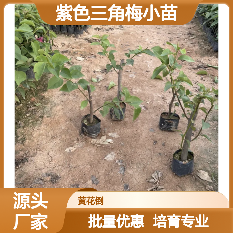 紫色三角梅小苗 扦插易活 批发供应 分植简单 生长迅速