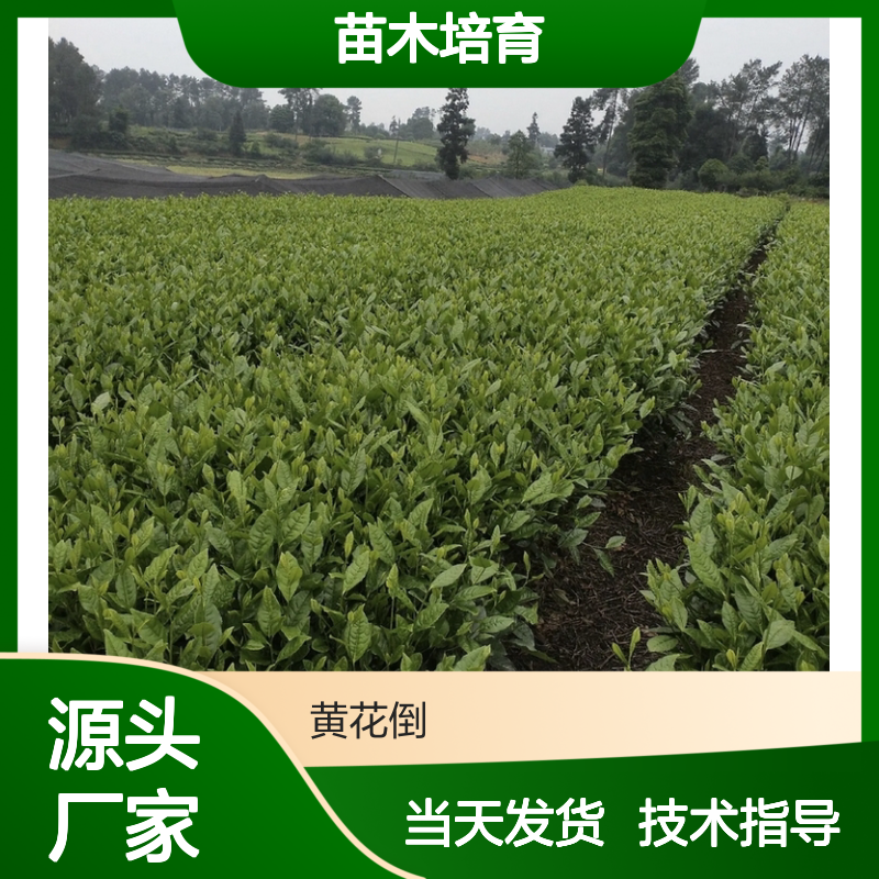 当天起苗当天发中茶108茶小杯苗 全程技术指导十几年苗木培育经验