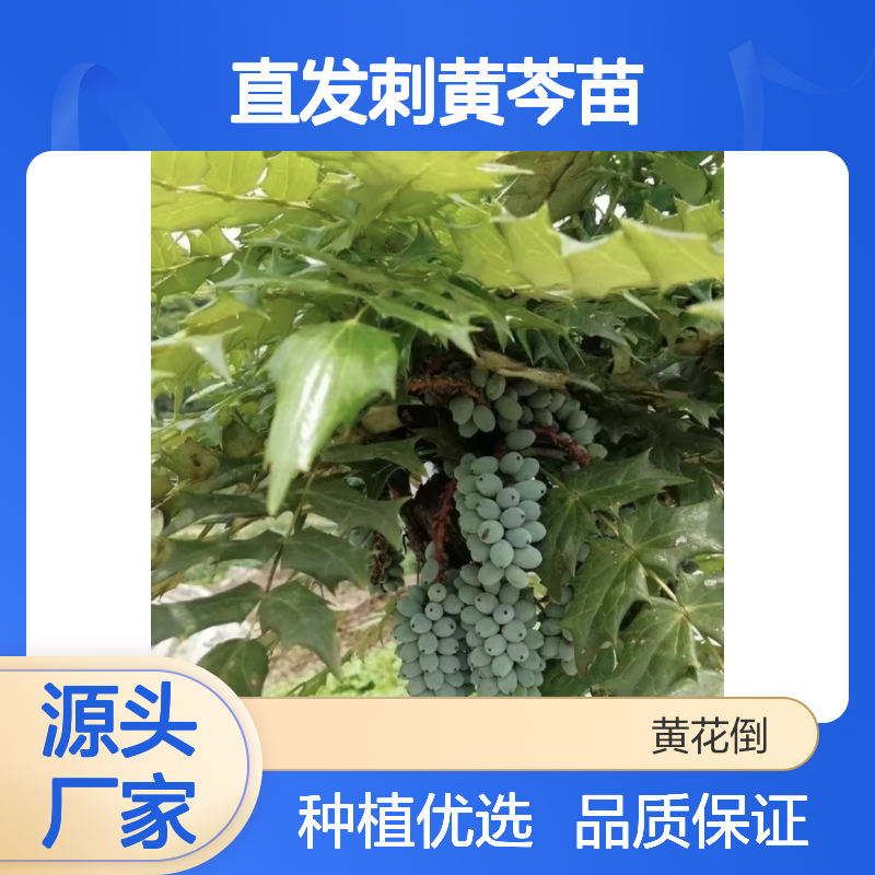 产地直发刺黄芩苗 种植收益好荒山农田均可种植