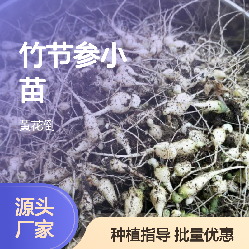 竹节参小苗 种植区直供 批发优选 生长迅速 适应性强