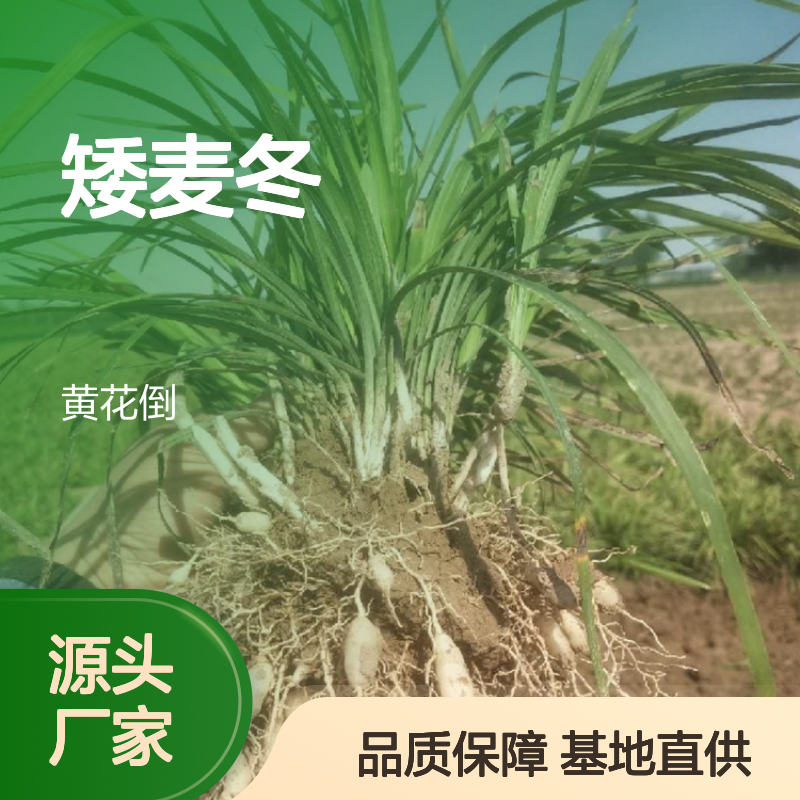 日本矮麦冬 园林绿植优选 生长迅速 适应性强 易于养护