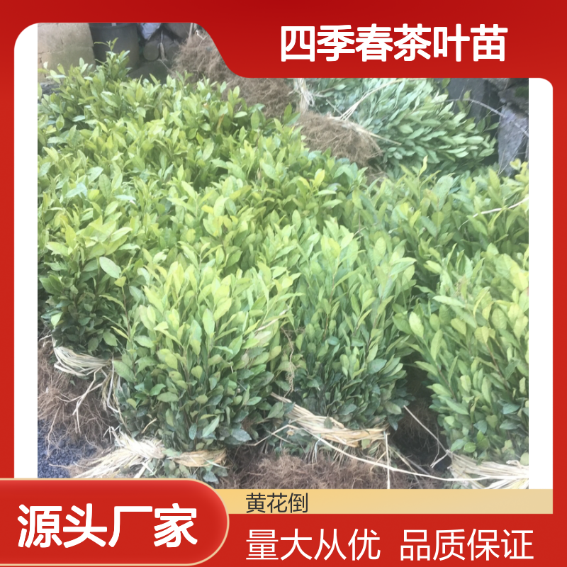 四季春茶百亩园 优质茶叶苗 批发供应 种植专业