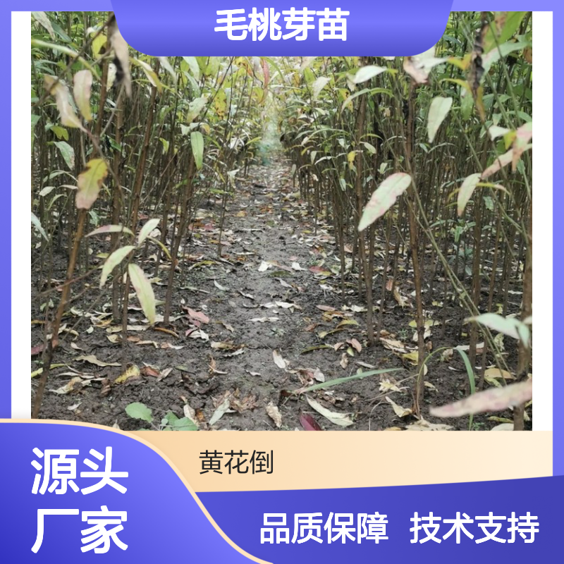 毛桃芽苗 荒山农田均可种植收益好 生长迅速 栽培简单