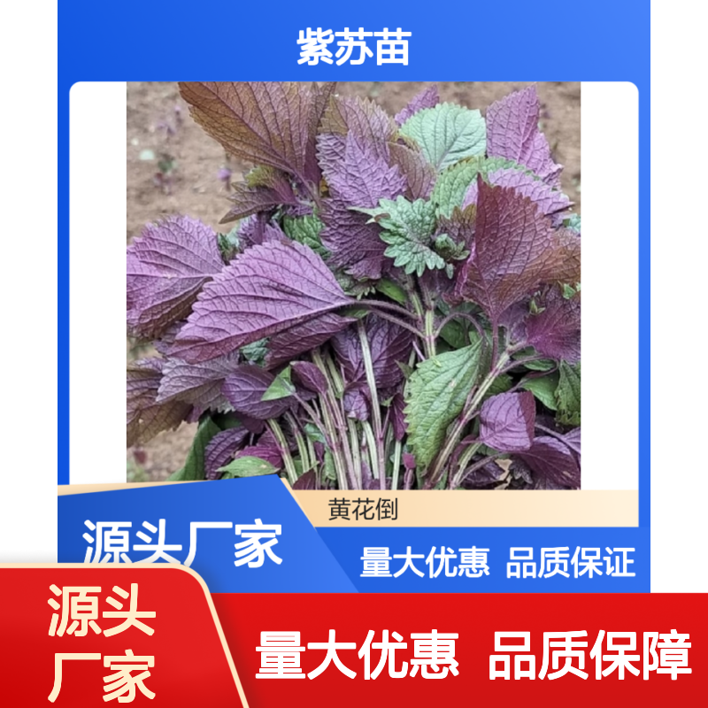 精选紫苏苗 批发种植 园林绿化优选 品质保证 持续采收