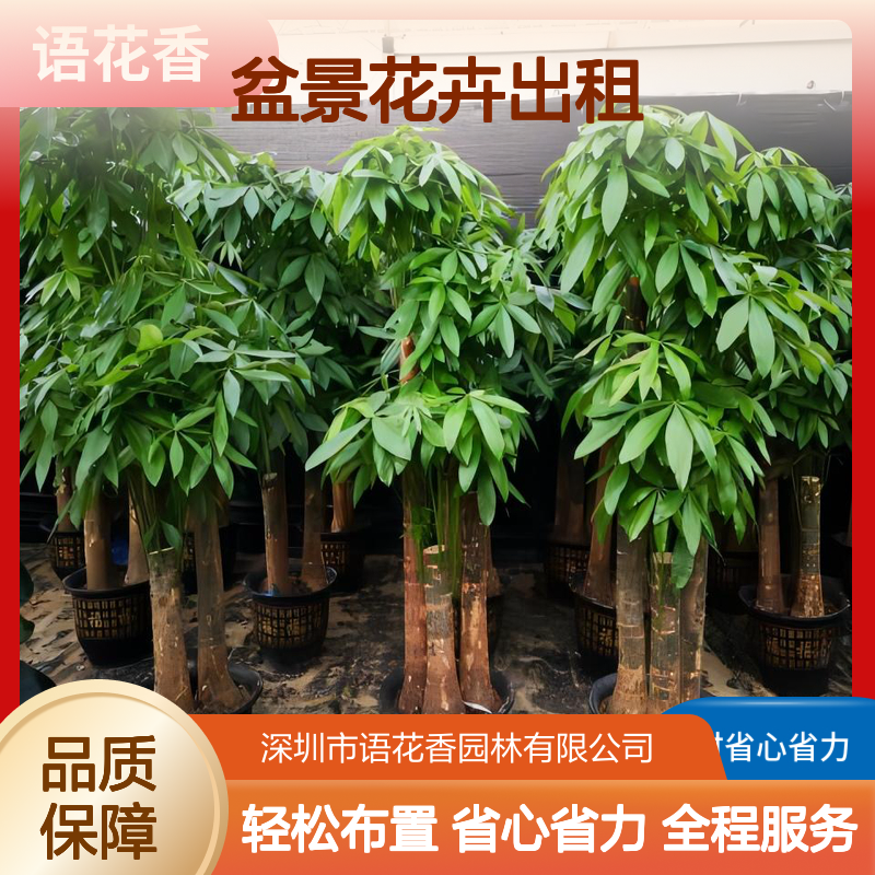 盆景花卉出租 省时省心省力 室内外装饰布置点缀之选