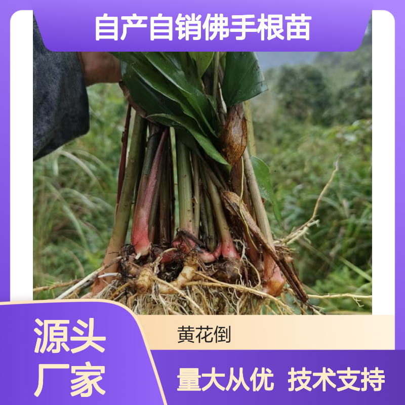 自产自销佛手根苗 种植技术指导 生长旺盛 易于管理