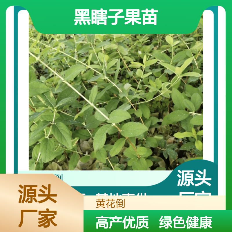 黑瞎子果苗 批发基地直供 种植指导 天然绿色 高产优质