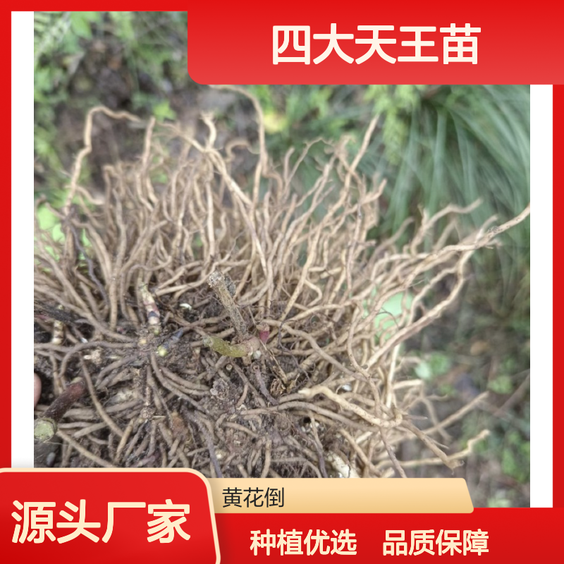 四大天王苗 荒山农田种植佳选 收益颇高 适应性强