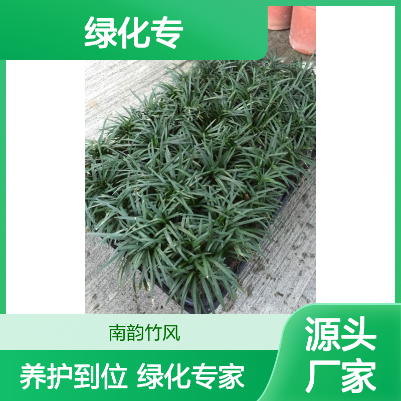 玉龙草批发种植养护整包服务 绿化专家 管理到位