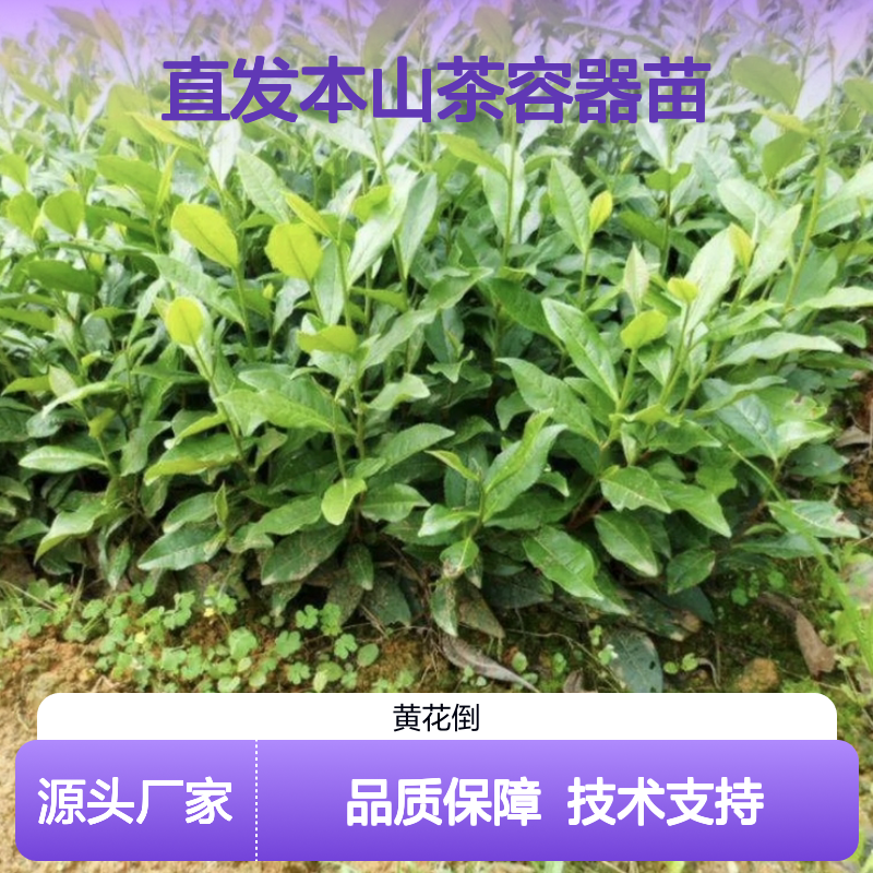 本山茶容器苗 产地直发 种植技术免费 品质保证