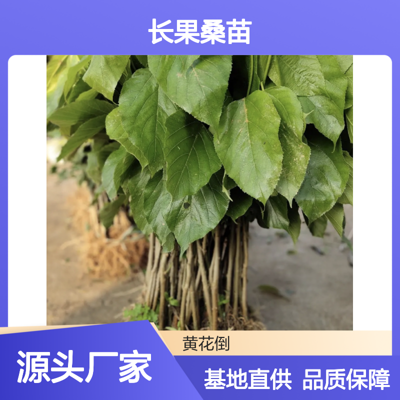 长果桑苗 批发种植基地直供 品质优良 适应性强