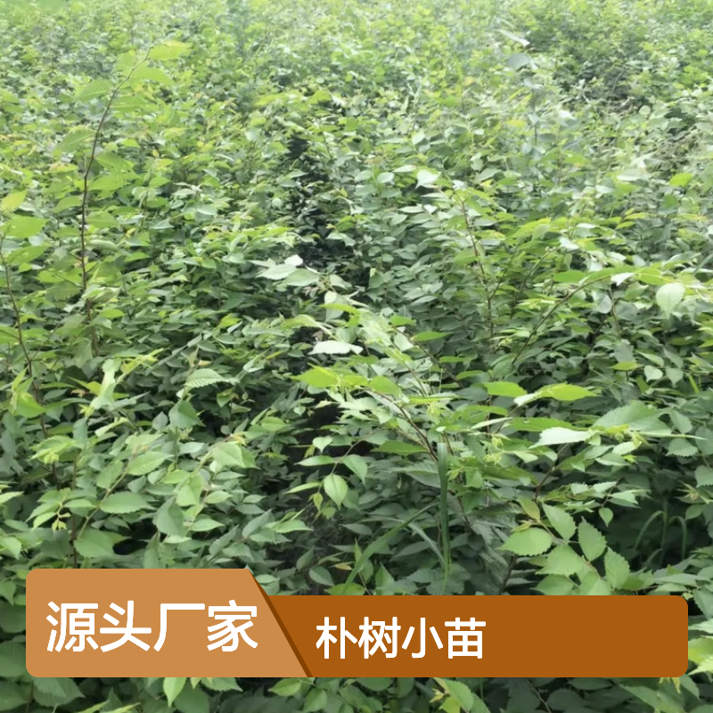 朴树小苗批发 园林造景朴树苗 基地直供 适应力强