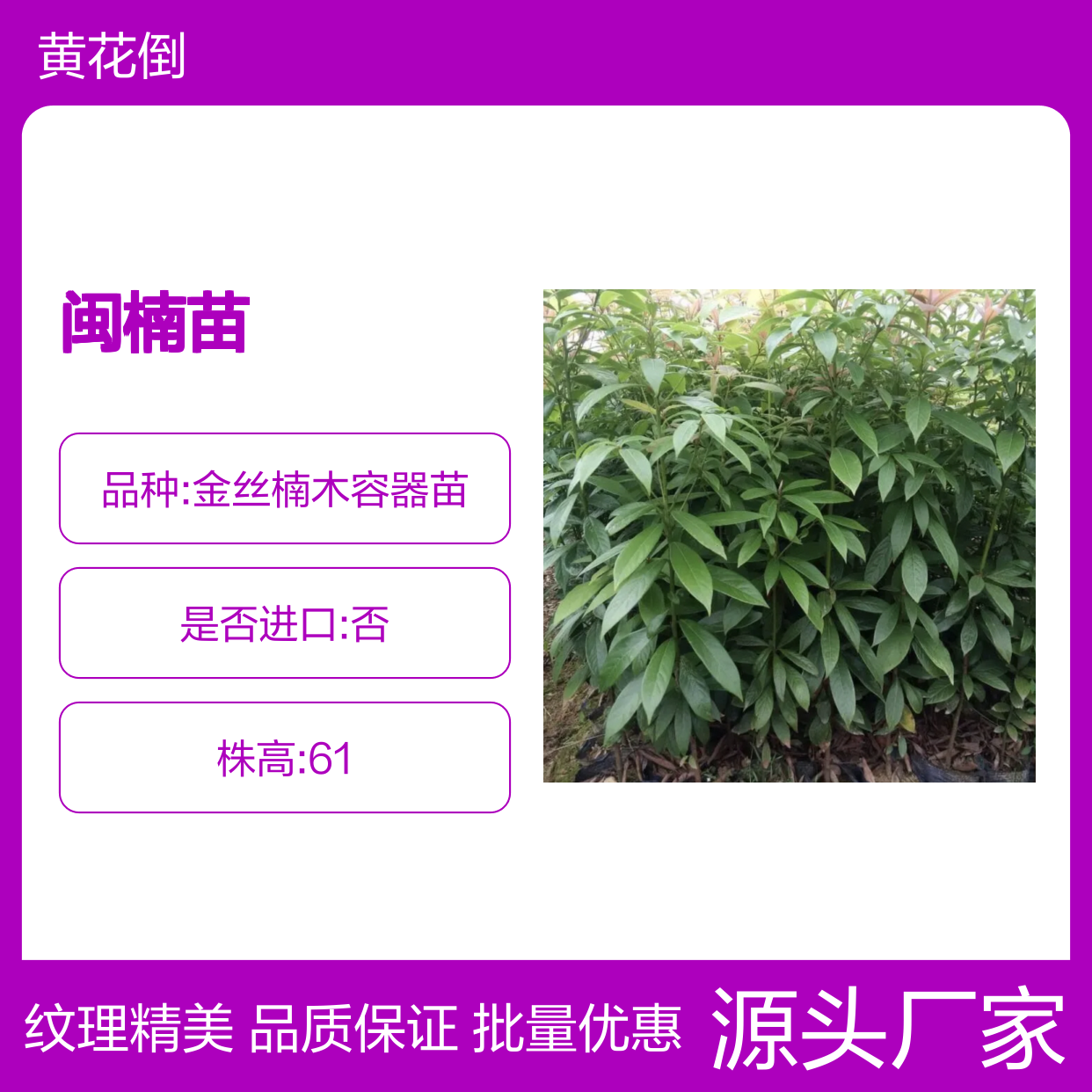 闽楠苗批发 高贵华美金丝楠 纹理细腻 耐腐性强