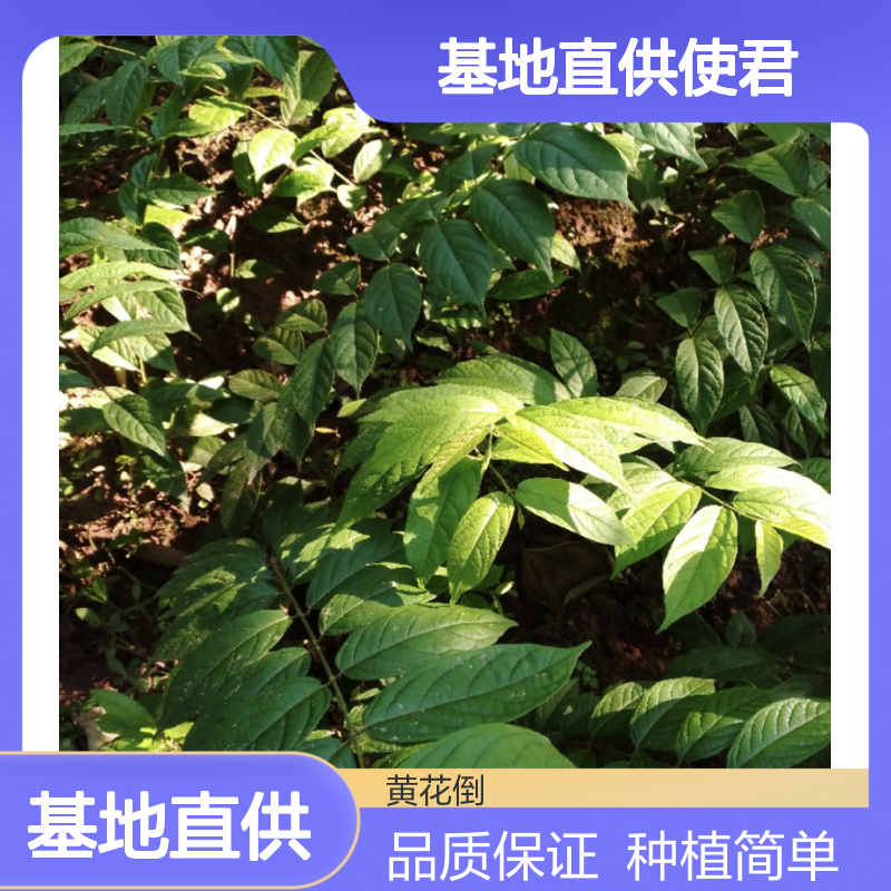 基地直供使君子种苗 品种齐全质量保证根系发达种植好管理