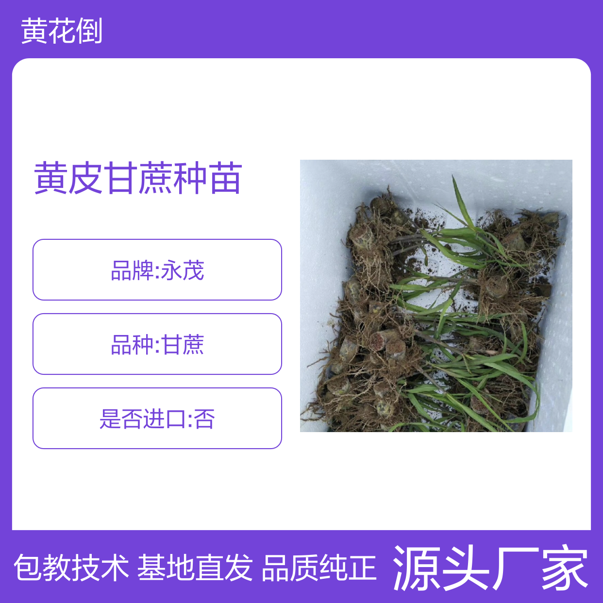 产地一手货源黄皮甘蔗种苗 基地直发包教种植管理技术品质纯正可票