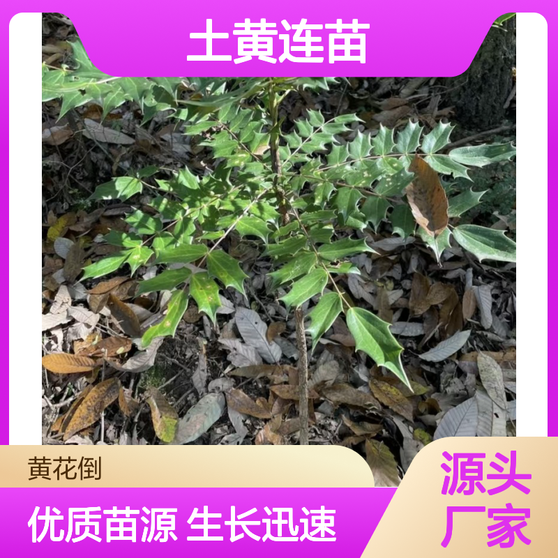 产地批发土黄连苗 多年生根系发达成活高规格齐全