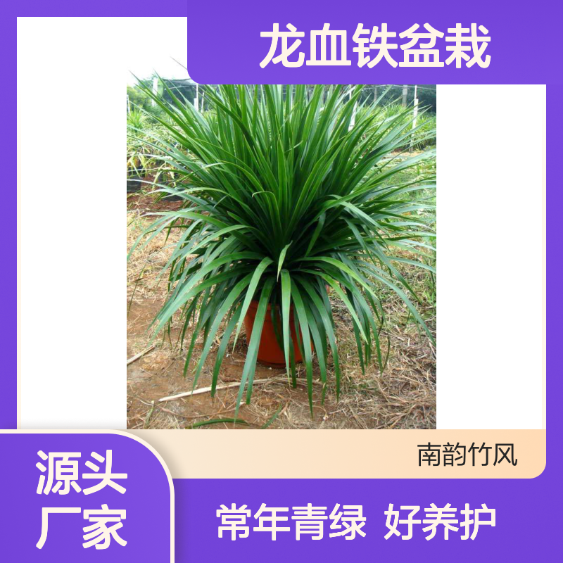 龙血铁盆栽 室内绿植租赁品种 常年青绿 好养护 南韵竹风