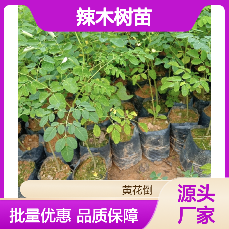 辣木树苗 观赏食用兼具 高成活率 易于栽植 全年花期