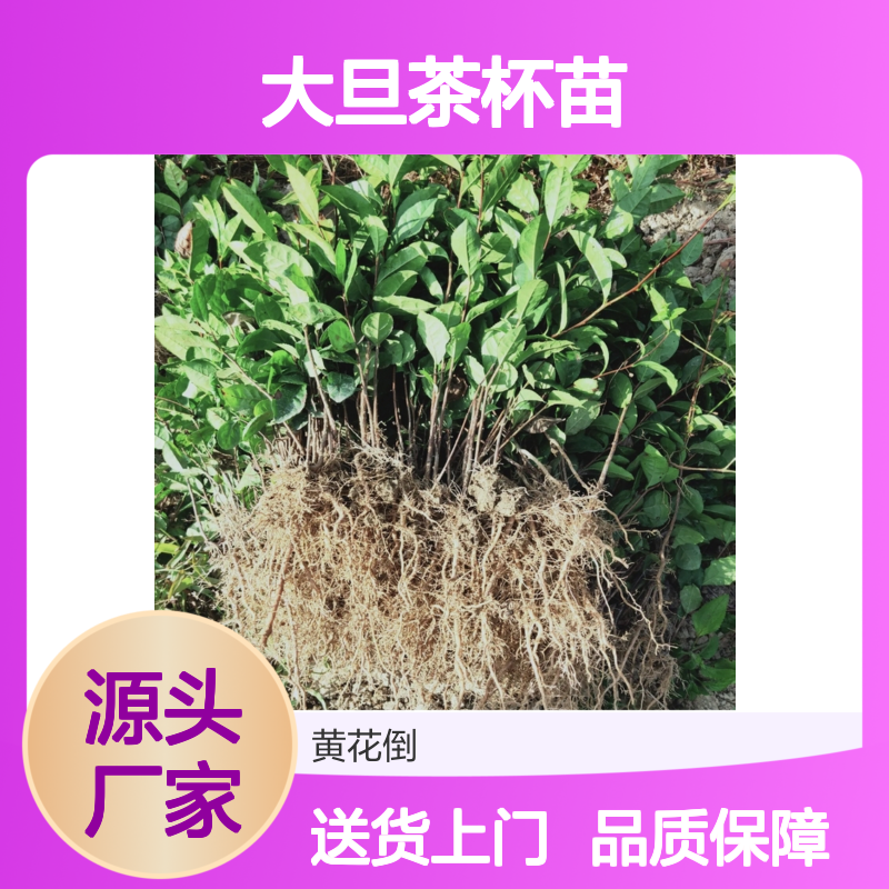 产地一手货源大旦茶杯苗 送货上门包邮欢迎来电洽谈经验分享