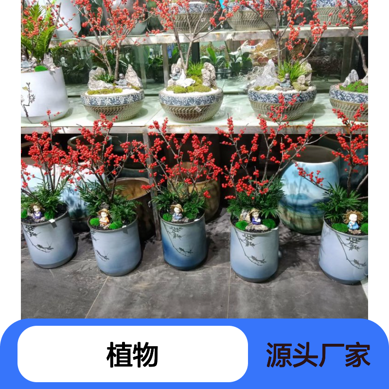 植物租赁专家，南韵竹风提供全程养护 品种多样