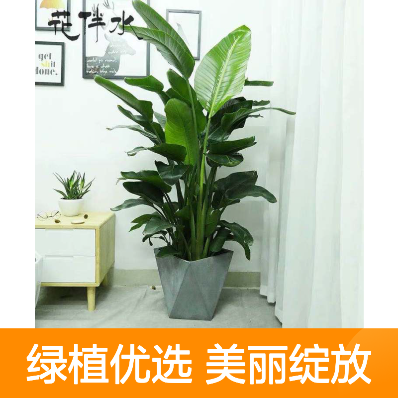 富贵鸟 天堂鸟盆栽 室外开花植物花箱花境配置