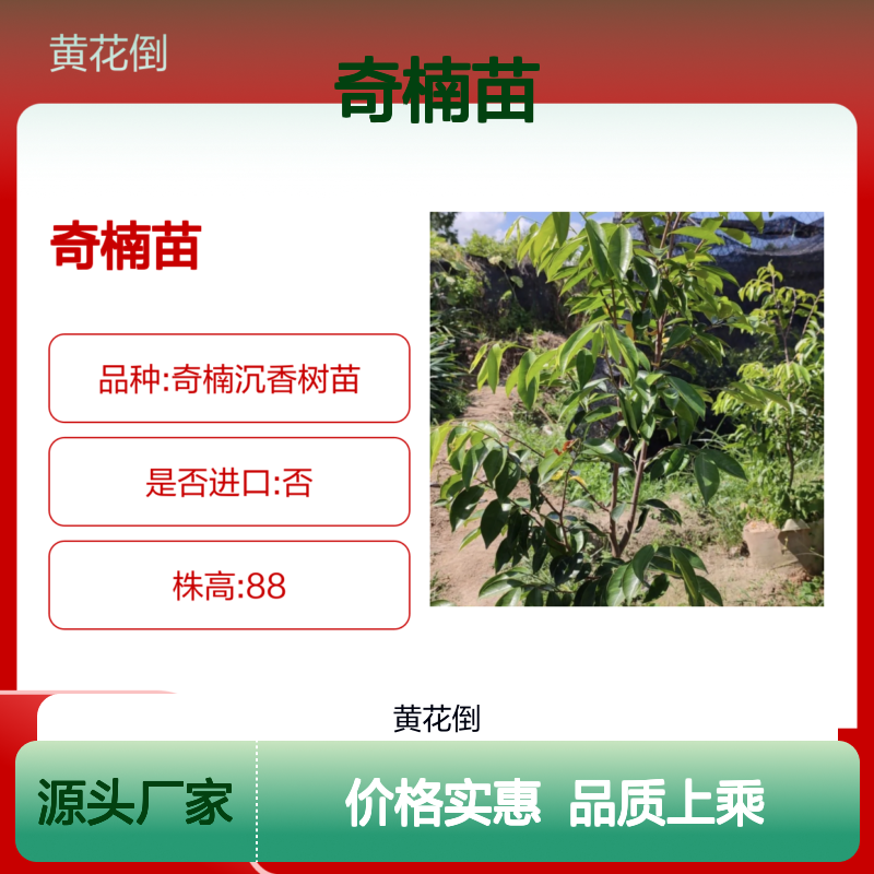 奇楠苗基地直供 优质种植苗 货源稳定 结香快速