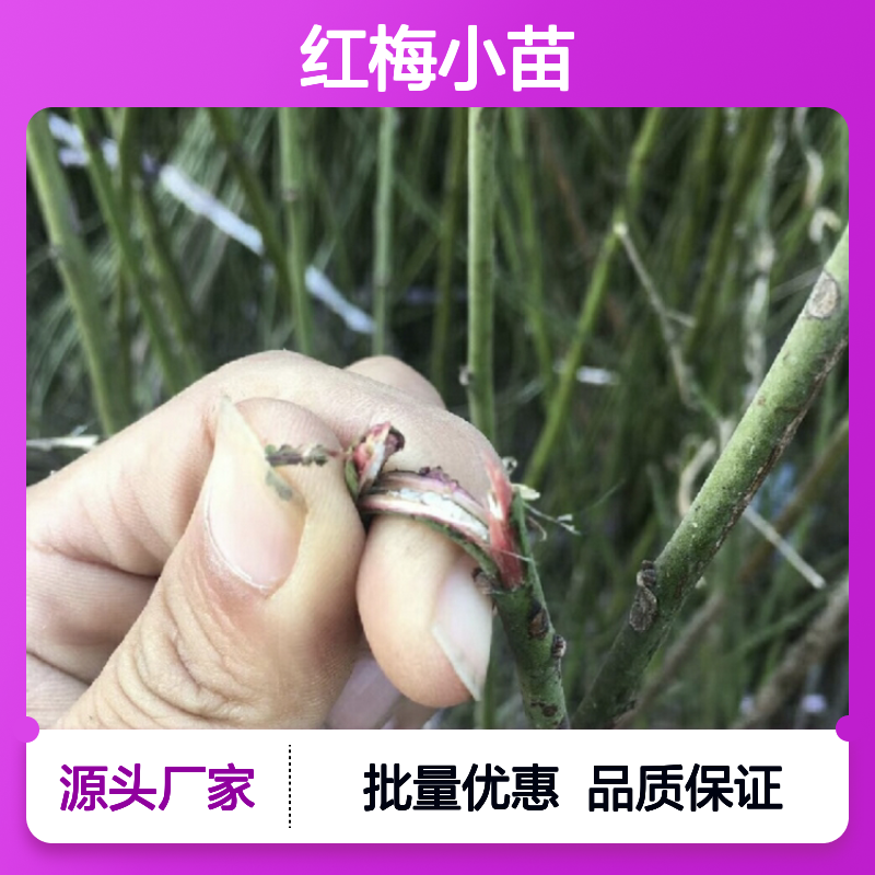 批发红梅小苗 绿萼型梅花 园林造景优选 品种丰富