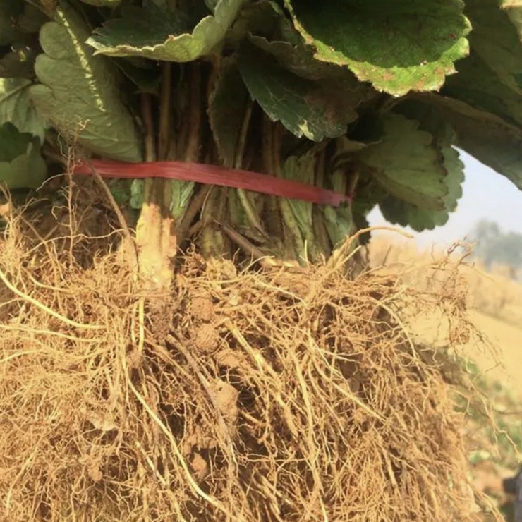 Primary source of goods from the origin Sweet Charlie Strawberry seedlings can be planted in low cost and controllable barren mountains and farmland