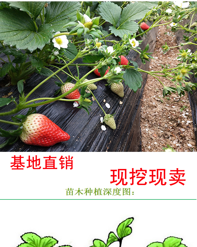 The base sells new red colored strawberry seedlings, Suizhu strawberry hole plate seedlings, with well-developed hair and fine roots, which can be excavated and distributed immediately