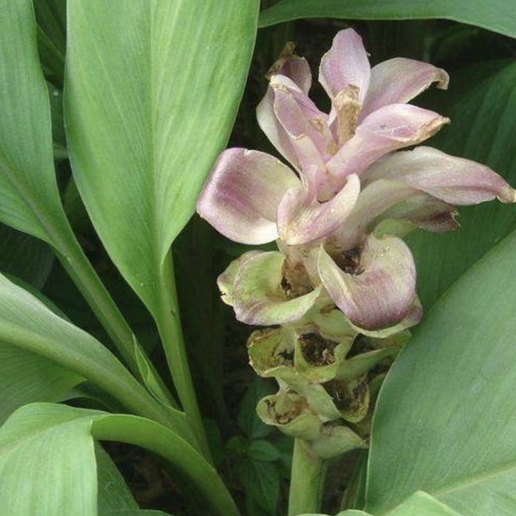 Dig and sell the Blue Heart Ginger Seedling Base now, directly distribute the contracted planting management technology, and the quality is pure and reliable