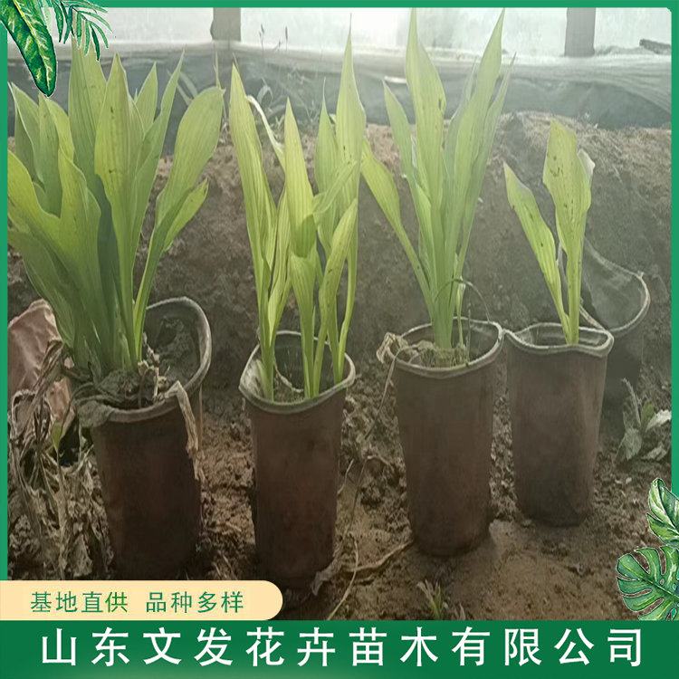 玉簪 多年生宿根植物 株丛紧密 生长速度快 园林景区造景工程苗