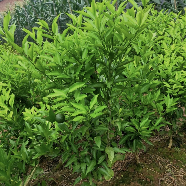 Guangxi Ugly Citrus Seedling Planting Garden Wholesale Ugly Citrus Seedlings Where Can I Sell Ugly Citrus Seedlings