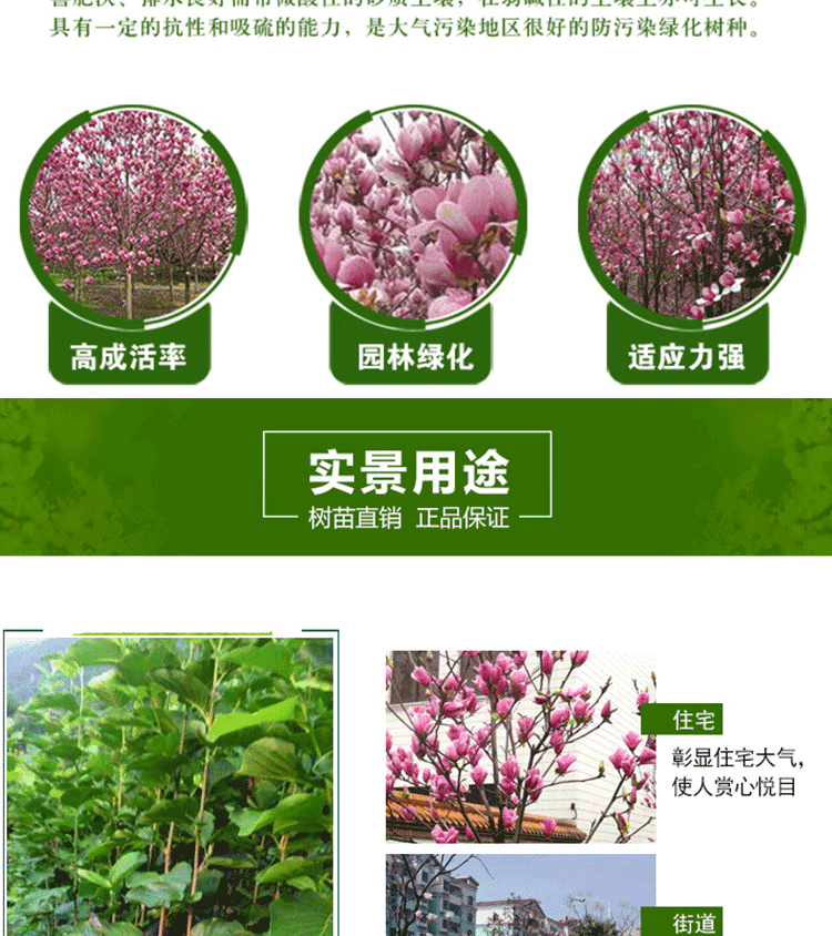 Free consultation on direct delivery of purple magnolia seedlings from the base. If the quantity of purple magnolia trees is small, express delivery is available