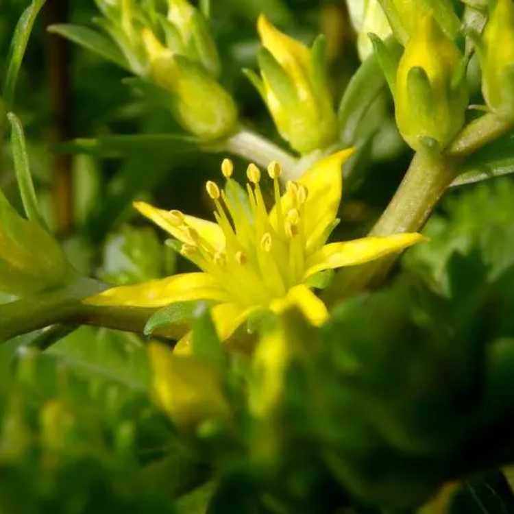德国景天 杯苗 源头厂家基地 花坛花境阳台绿化观赏植物 耐寒耐旱