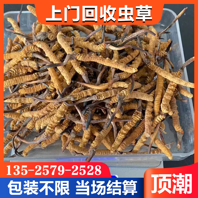 南 京玄武上门冬虫夏草回收  随叫随到 24小时在线 散装礼盒装均可 顶潮