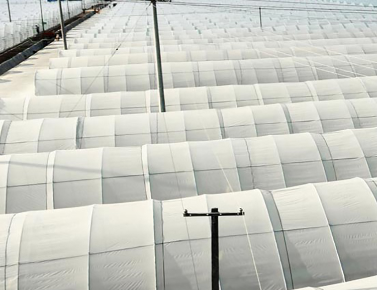 Shuaifeng Greenhouse Film Plastic Film Thickening Insulation Planting Greenhouse Film Plant Garden Transparent Plastic Cloth Manufacturer Wholesale