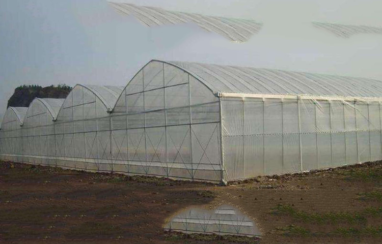 Shuaifeng Greenhouse Plastic Greenhouse Film Greenhouse Film PE Transparent Film Manufacturer Long term Cooperation Purchase by Phone