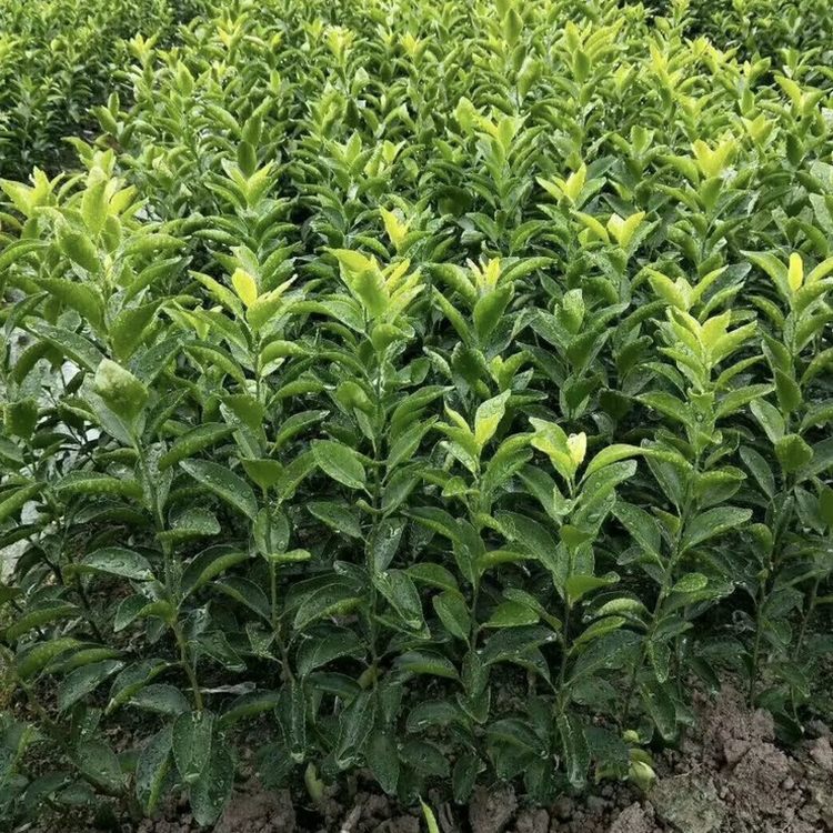 苗木合作社自营基地供应砂糖橘树苗 多年生根系发达 成活高规格齐全