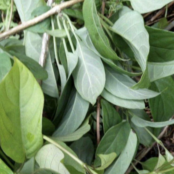 Free Planting Technology Consultation for Wholesale of Beef Skin Frozen Seedlings in the Main Production Area of Beef Skin Frozen Cultivation