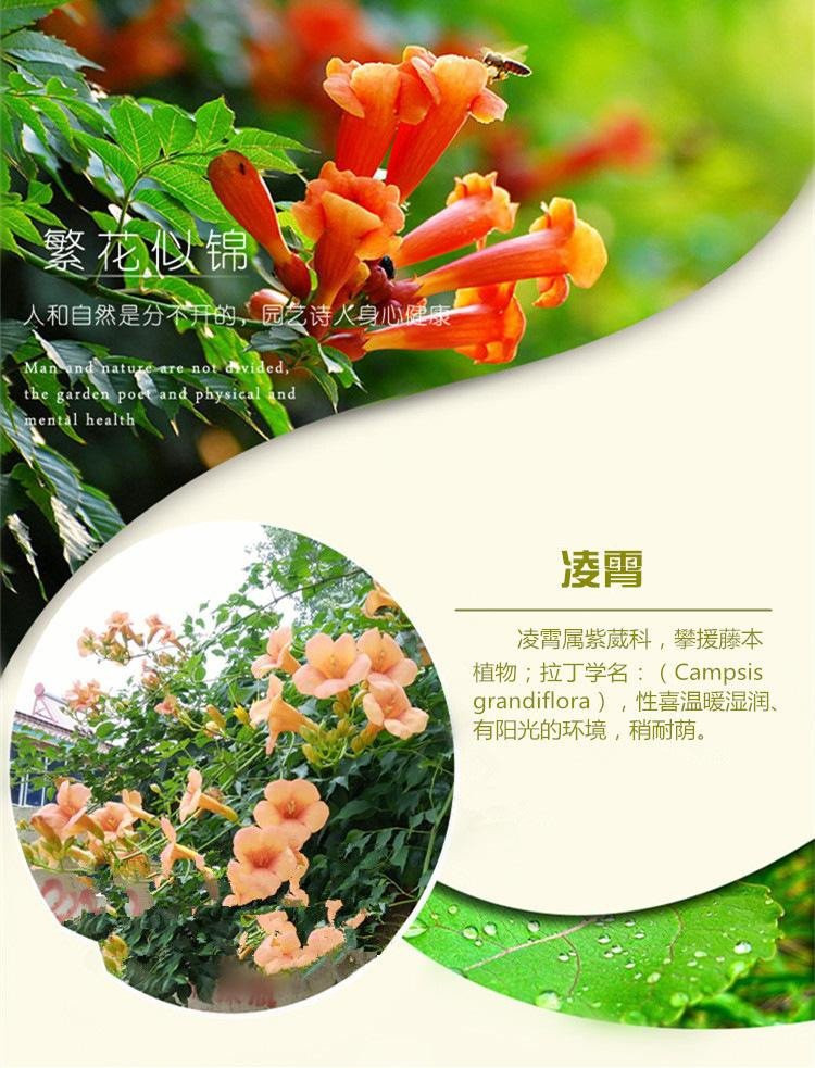 Explanation of 0.8cm Lingxiao Seedling Fertilizer and Water Irrigation Technology with Good Performance in Provincial Artificial Climbing and Fertilization for Garden Construction