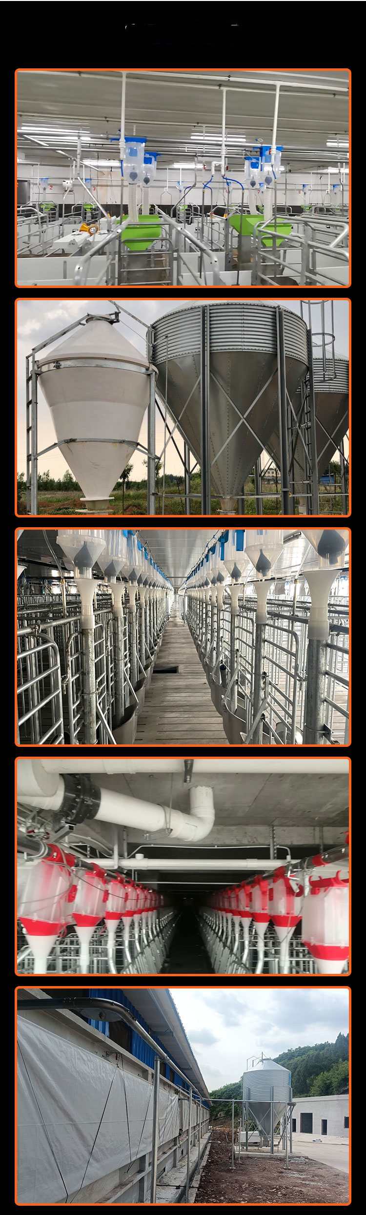 Special equipment for large-scale pig farms - Fully automated feeding line for pigs - Automatic feeding system for pig farms