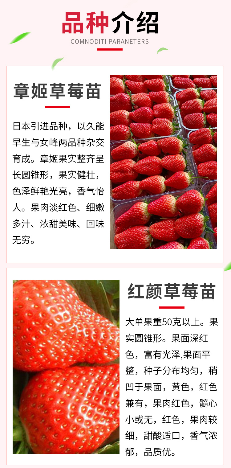 Zhang Ji, an old variety of sweet Charlie strawberry seedlings grown in high yield greenhouses every year