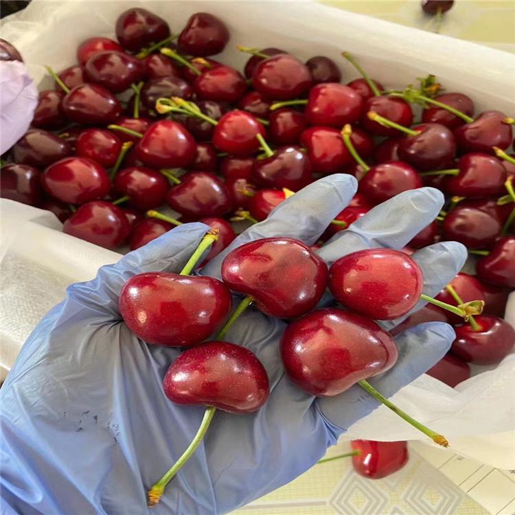 Cherry Tree Planting in Picking Garden: New Varieties of Rosamine Cherry Seedlings, New Middle Seedlings